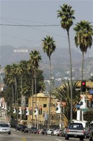 Hollywood palms